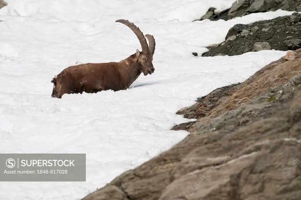 Alpine Ibex (Capra ibex) crossing a snowfield, Tyrol, Austria