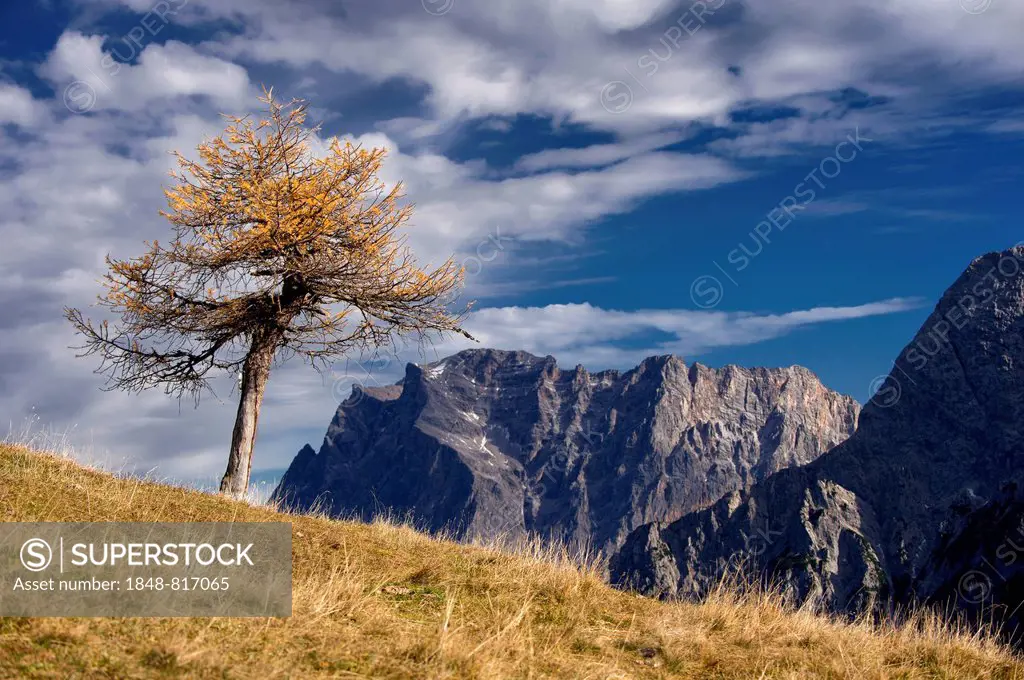 Autumnal yellow larch (Larix), behind Mt. Zugspitze, Ehrwald, Tyrol, Austria