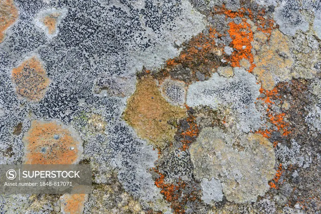 Lichen growing on a rock, Harz, Saxony-Anhalt, Germany