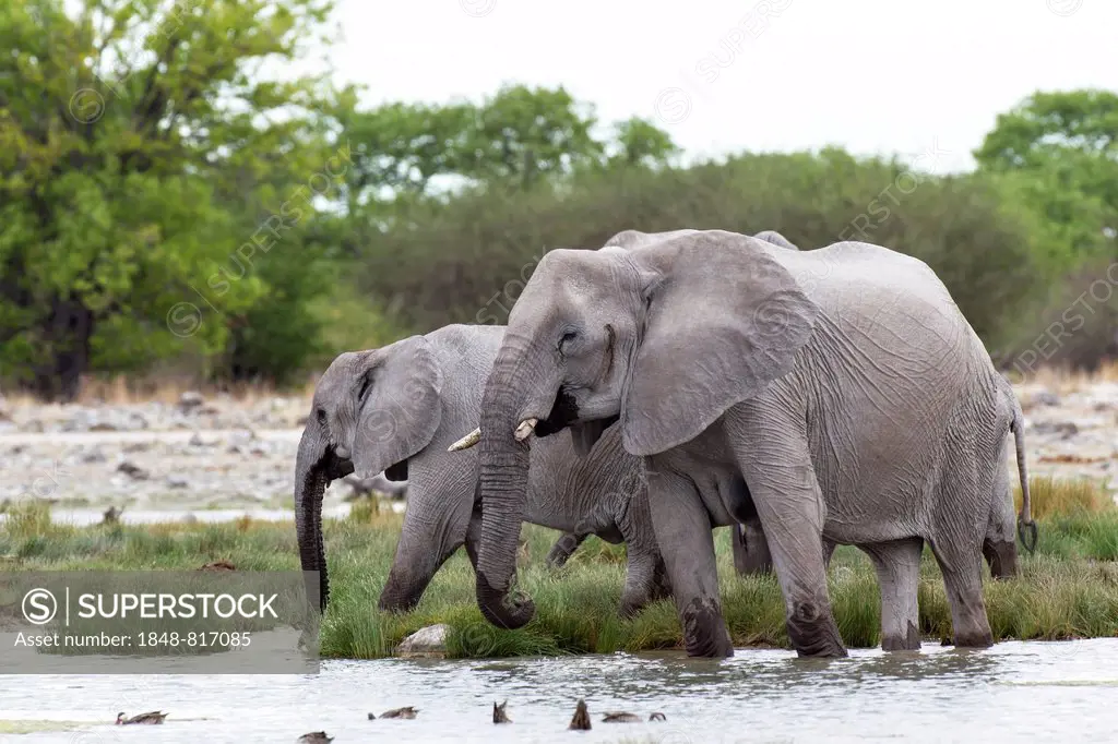 African elephants (Loxodonta africana) at a waterhole, Etosha-Nationalpark, Namutoni, Namibia