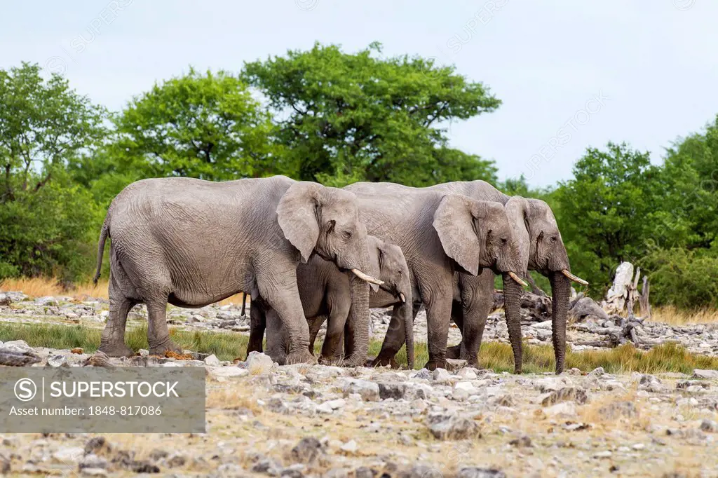 African elephants (Loxodonta africana), Etosha-Nationalpark, Namutoni, Namibia