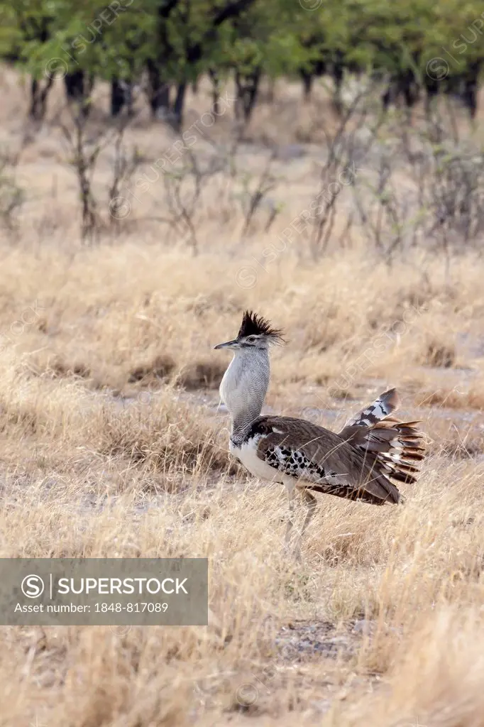 Kori Bustard (Ardeotis kori), Etosha National Park, Halali, Namibia