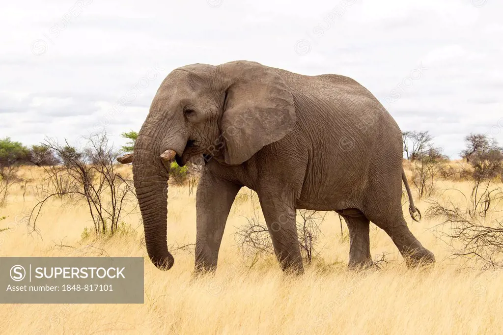 African Elephant (Loxodonta africana) feeding, Etosha-Nationalpark, Namutoni, Namibia