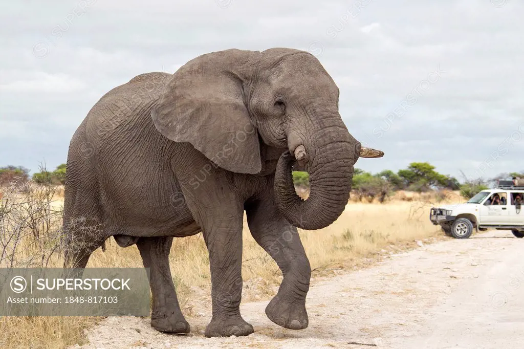 African Elephant (Loxodonta africana) crossing a road, behind a safari vehicle, Etosha-Nationalpark, Namutoni, Namibia
