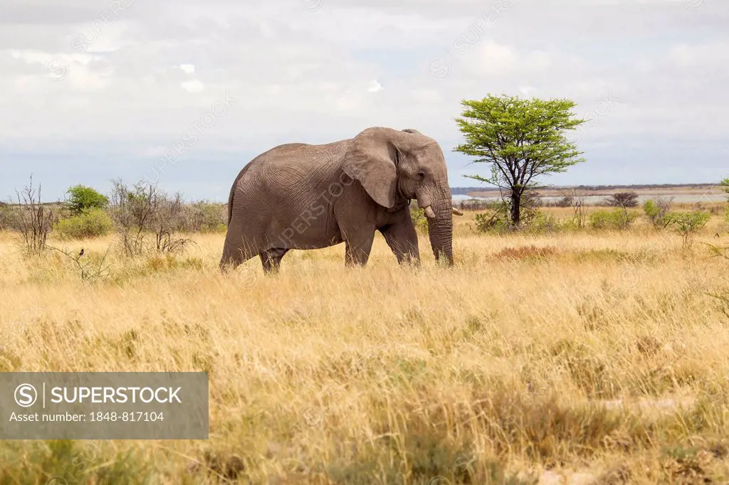 African Elephant (Loxodonta africana), Etosha-Nationalpark, Namutoni, Namibia
