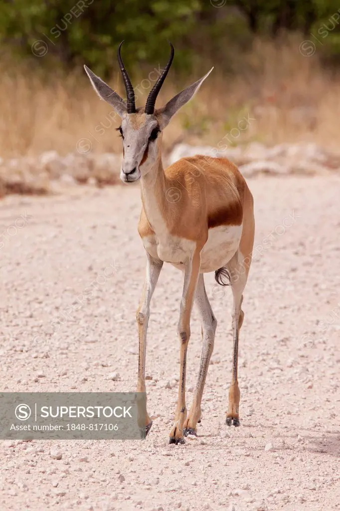 Springbok (Antidorcas marsupialis), Etosha-Nationalpark, Namutoni, Namibia