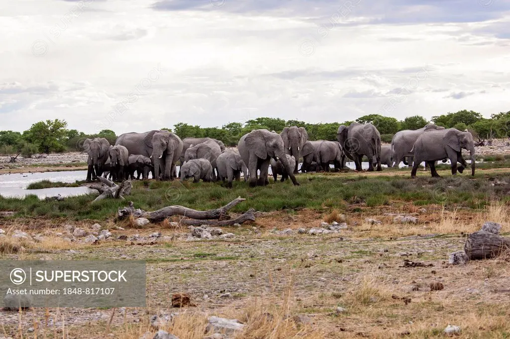 African elephants (Loxodonta africana), herd, Etosha-Nationalpark, Namutoni, Namibia