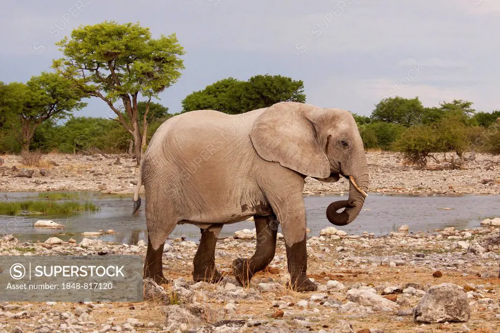 African Elephant (Loxodonta africana), Etosha-Nationalpark, Namutoni, Namibia