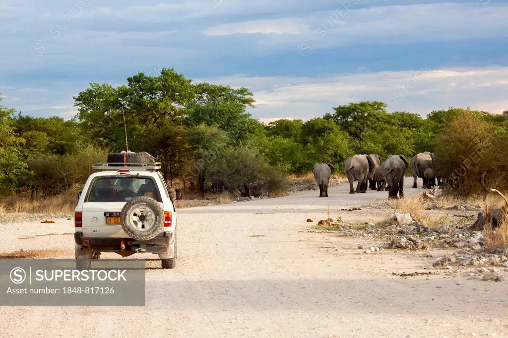African elephants (Loxodonta africana) on a road followed by a safari vehicle, Etosha-Nationalpark, Namutoni, Namibia
