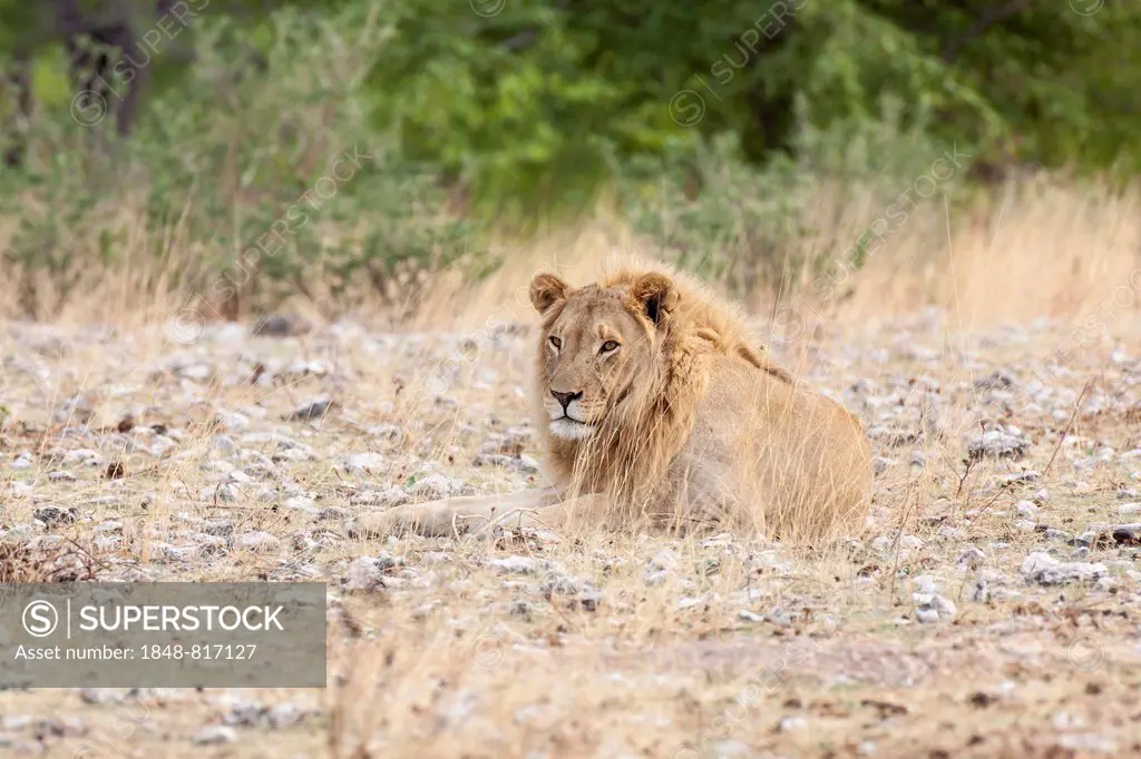 Lion (Panthera leo), male, Etosha-Nationalpark, Namutoni, Namibia