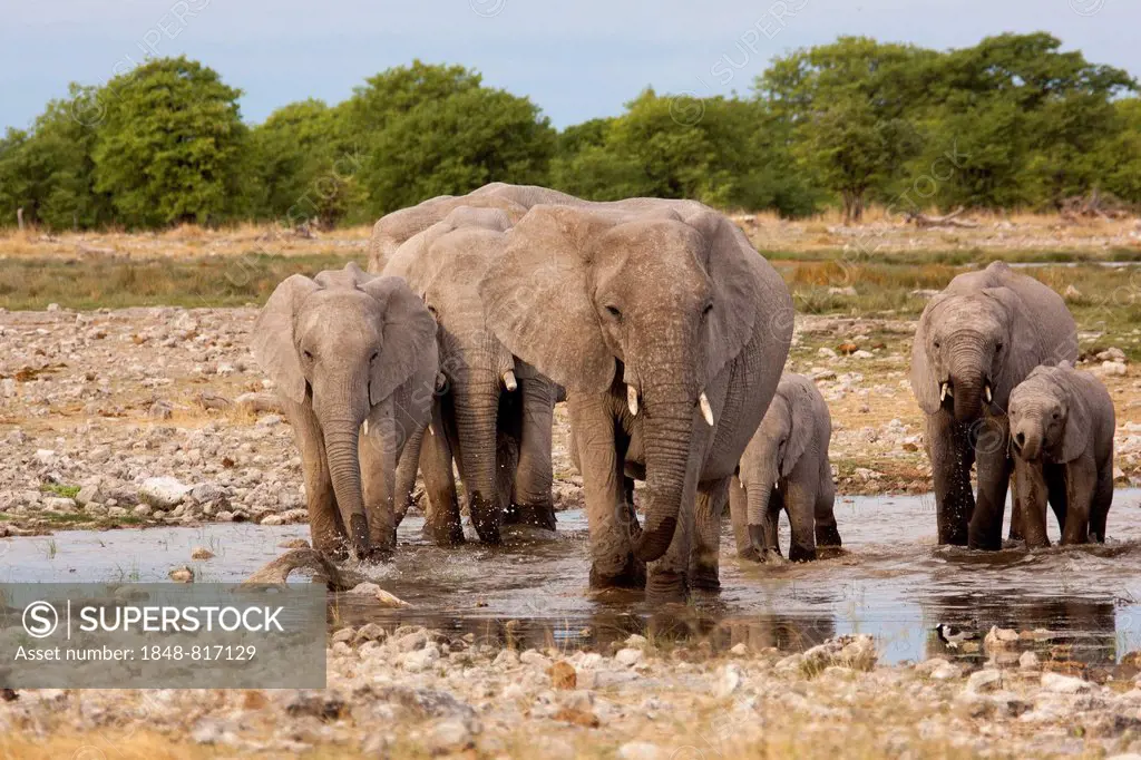 African elephants (Loxodonta africana), herd at waterhole, Etosha-Nationalpark, Namutoni, Namibia
