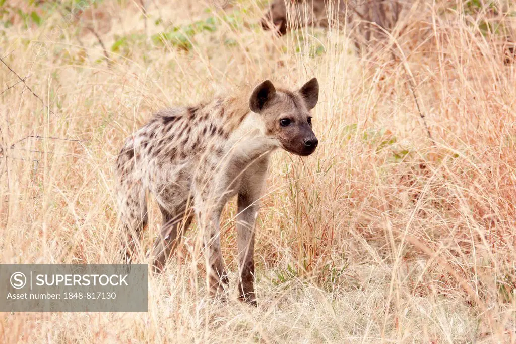 Spotted Hyena (Crocuta crocuta), Etosha-Nationalpark, Namutoni, Namibia
