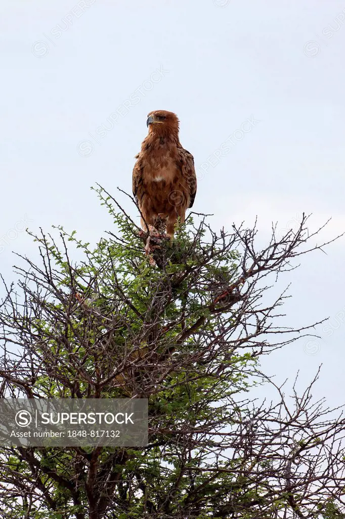 Tawny eagle (Aquila rapax), Etosha National Park, Namutoni, Namibia