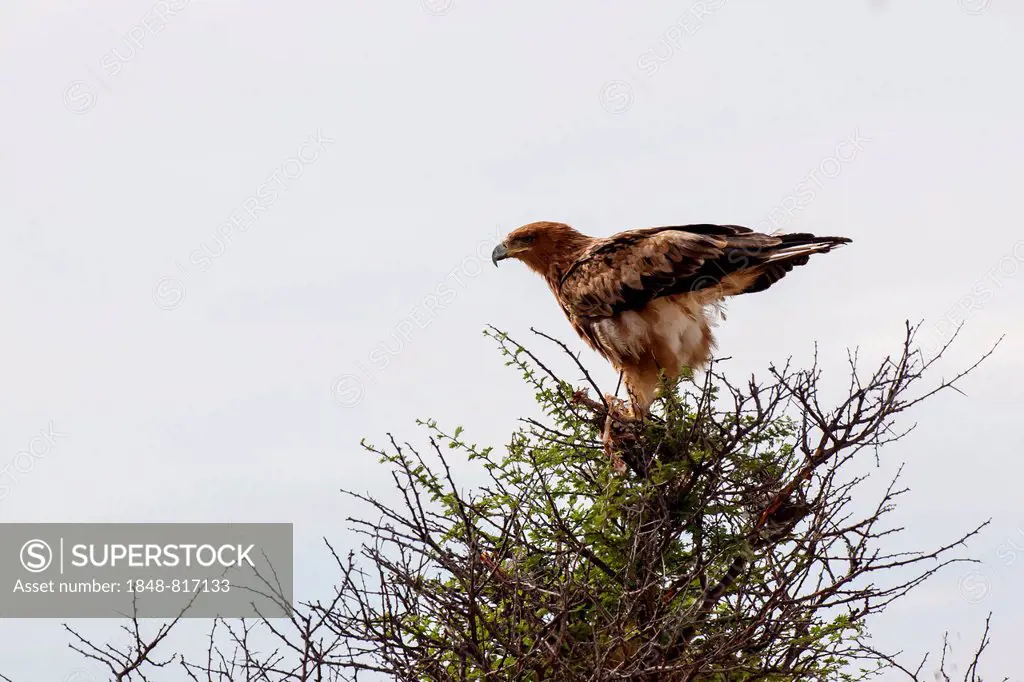 Tawny eagle (Aquila rapax), Etosha-Nationalpark, Namutoni, Namibia
