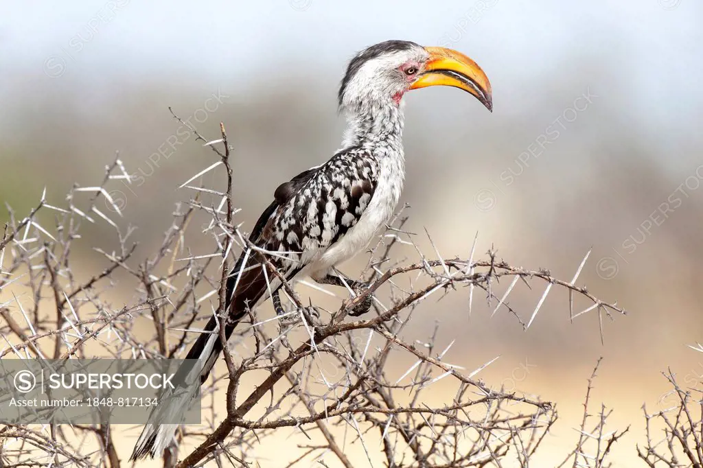Eastern Yellow-billed Hornbill (Tockus flavirostris), Etosha-Nationalpark, Namutoni, Namibia