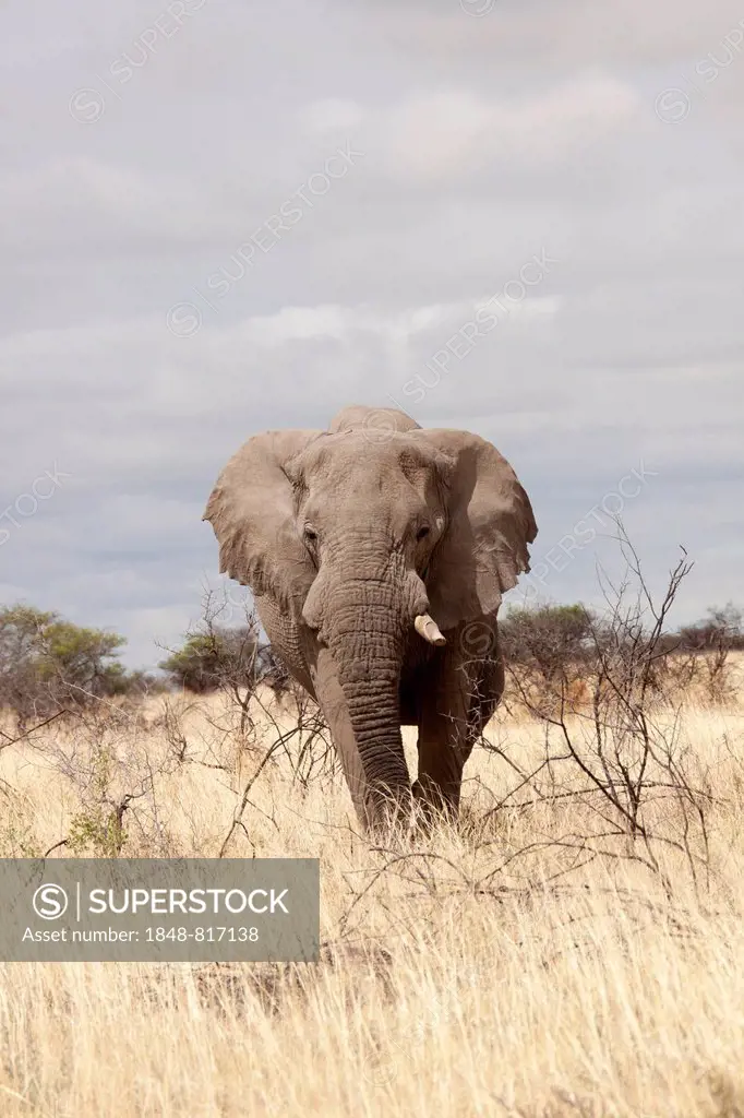 African Elephant (Loxodonta africana), with single tusk, Etosha-Nationalpark, Namutoni, Namibia