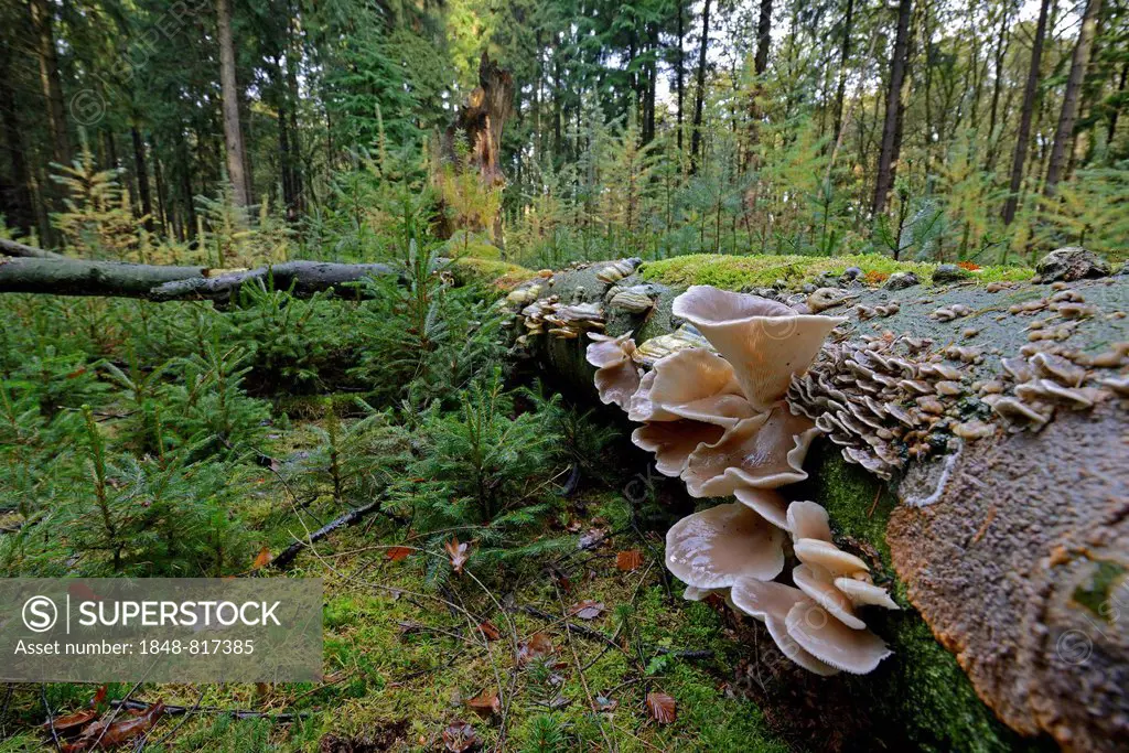 Oyster Mushroom (Pleurotus ostreatus), Lower Saxony, Germany