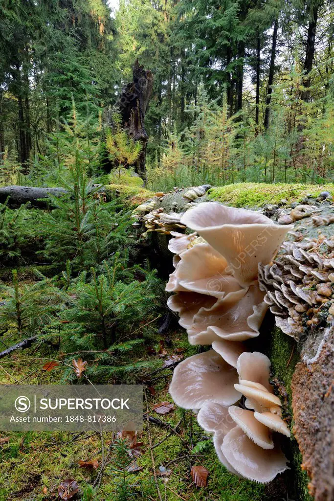 Oyster Mushroom (Pleurotus ostreatus), Lower Saxony, Germany