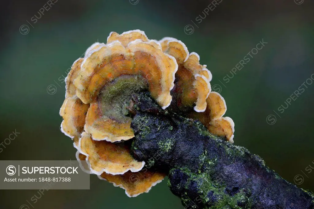 Bleeding Oak Crust (Stereum gausapatum), Lower Saxony, Germany