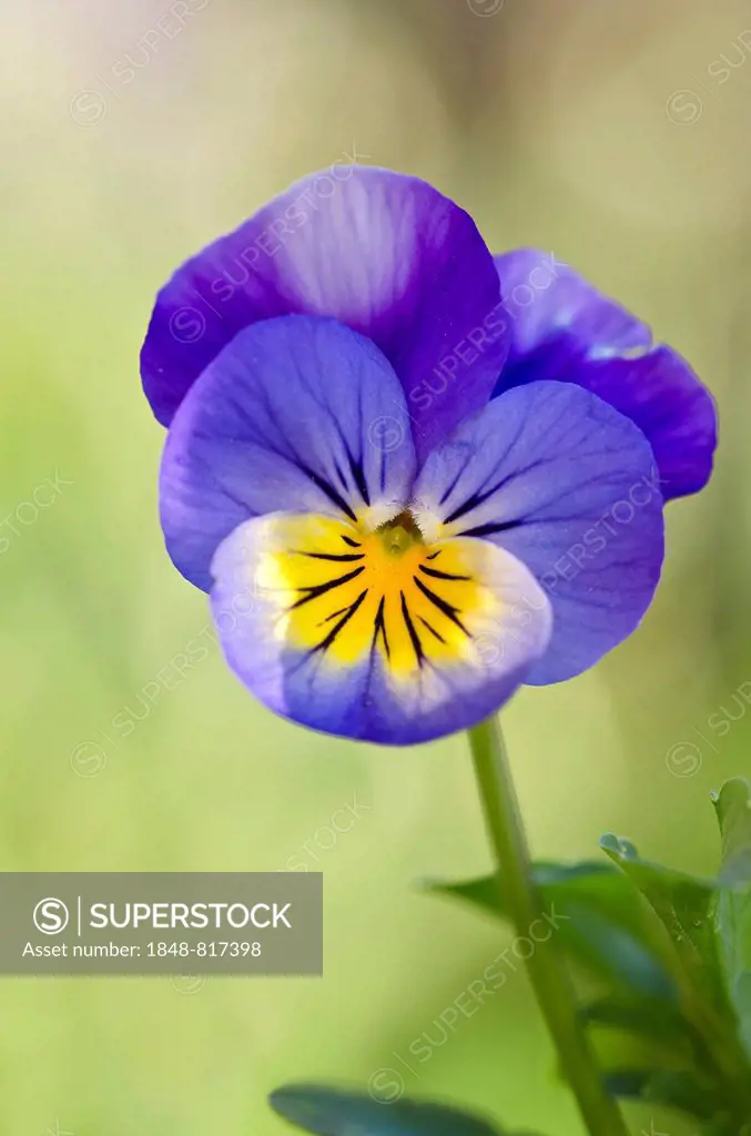 Horned Pansy or Horned Violet (Viola cornuta), Tyrol, Austria