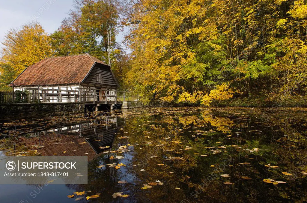 Mill pond with an old water mill dating from the 18th century in autumn, Freilichtmuseum Detmold or Open-Air Museum Detmold, North Rhine-Westphalia, G...