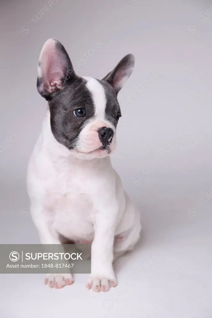 French Bulldog, puppy
