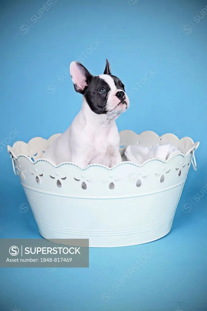 French Bulldog, puppy sitting in a bowl