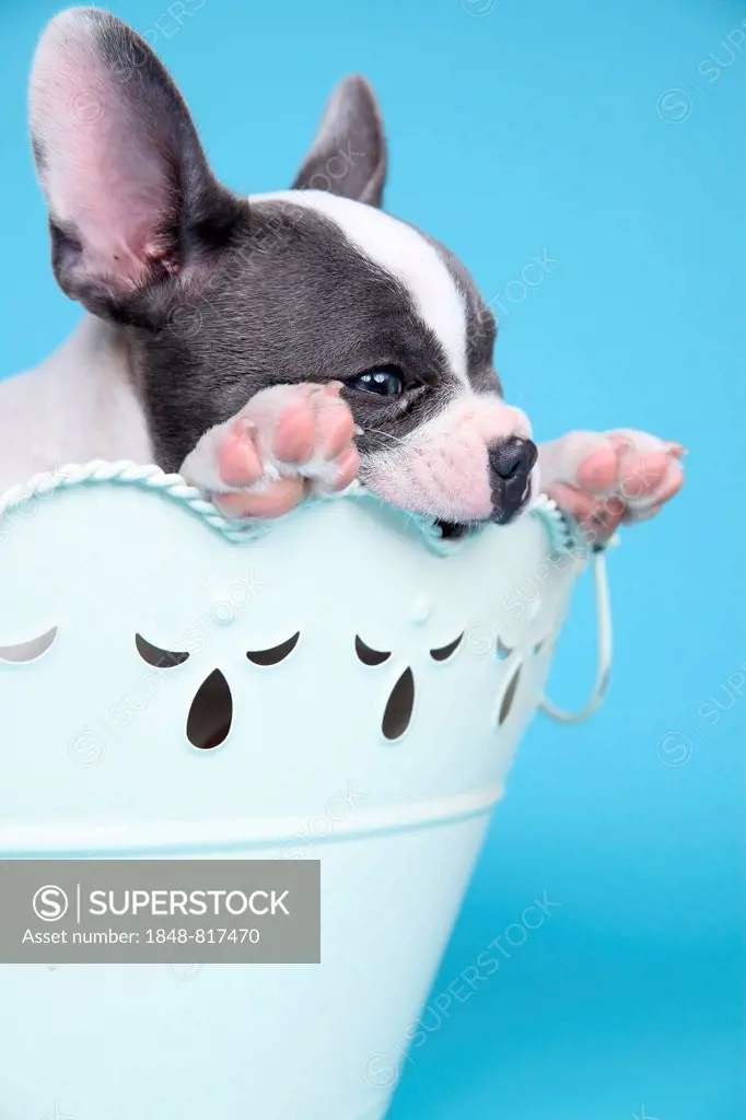 French Bulldog, puppy in a bowl