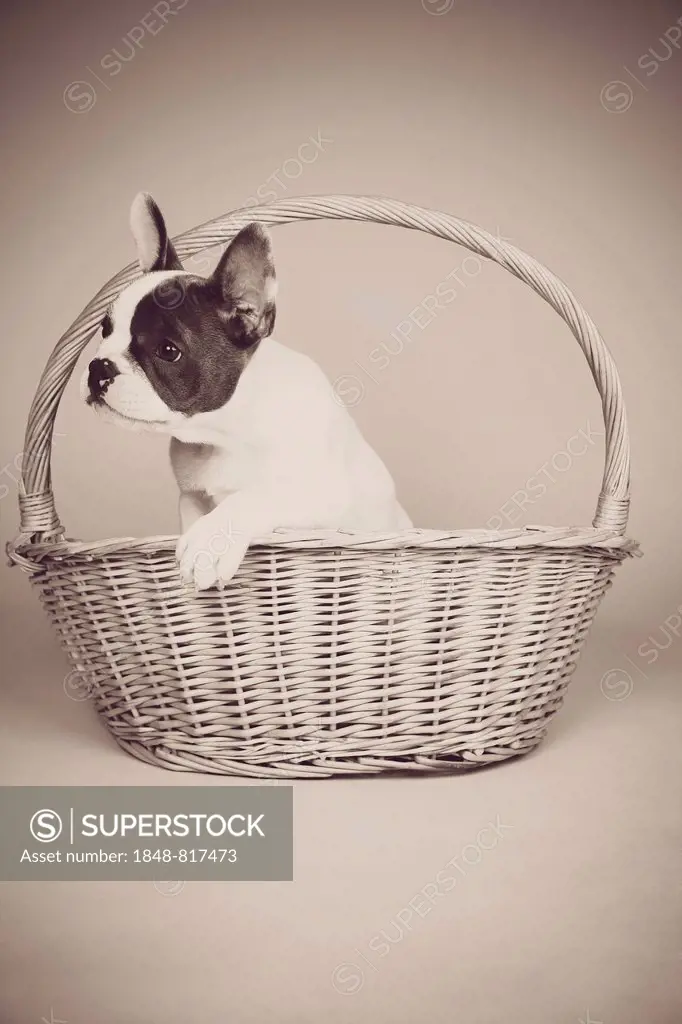 French Bulldog, puppy sitting in a basket