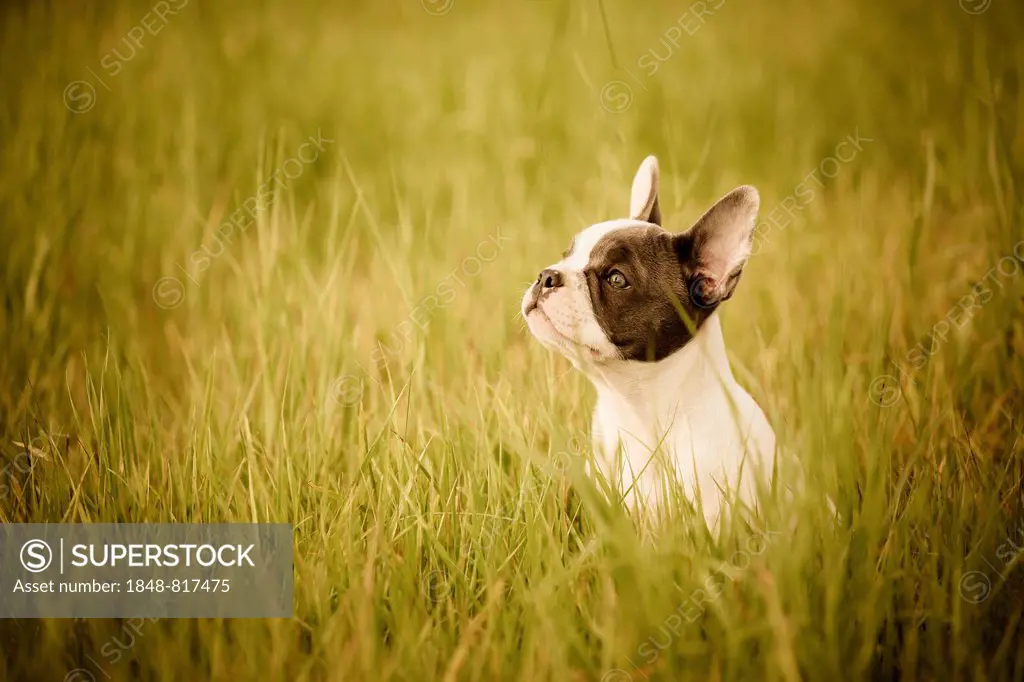 French Bulldog, puppy sitting on grass