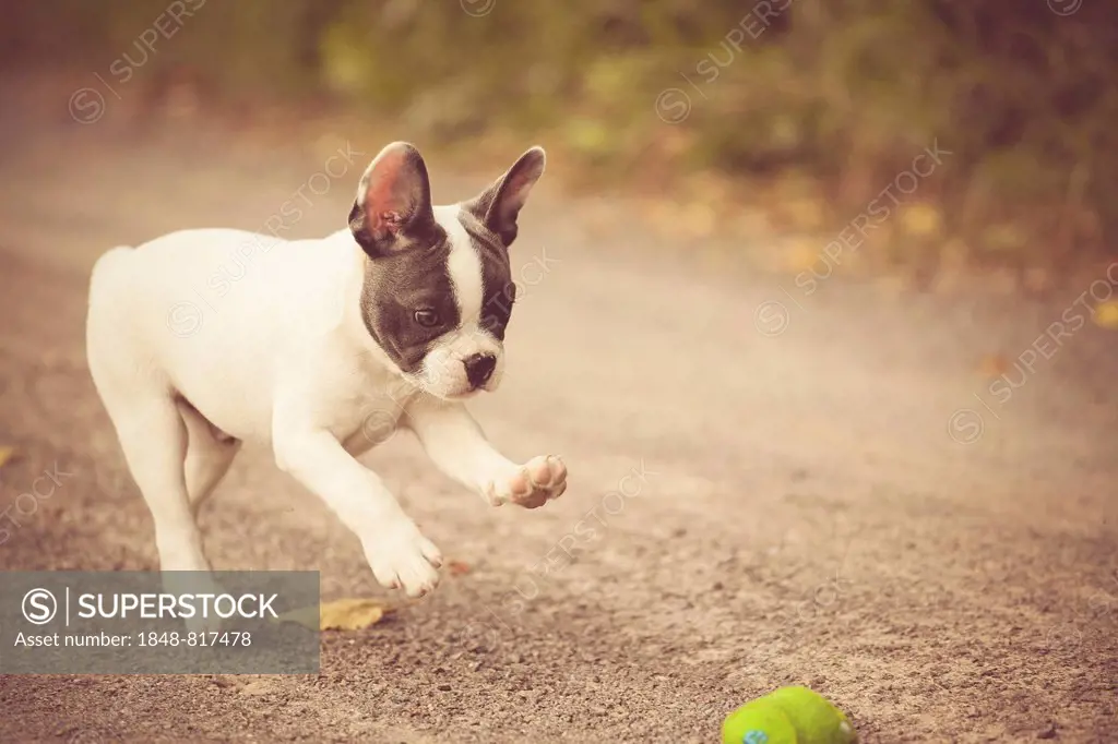 French Bulldog, puppy playing with a ball on a path