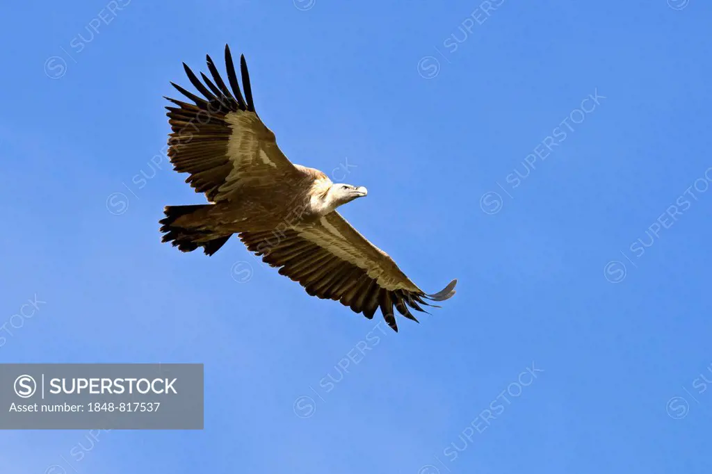 Griffon Vulture (Gyps fulvus) in flight, Province of Udine, Italy