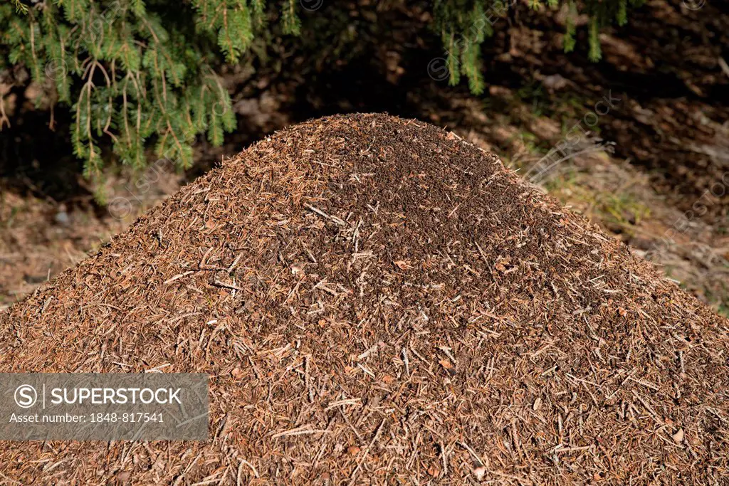 Anthill of the Big Red Wood Ant (Formica rufa), Tyrol, Austria