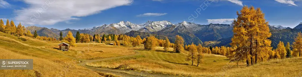 Larch forest (Larix) in autumn, behind the Zillertal Alps with the mountains Olperer, Fussstein, Schrammacher, and Sagwandspitze, Tyrol, Austria