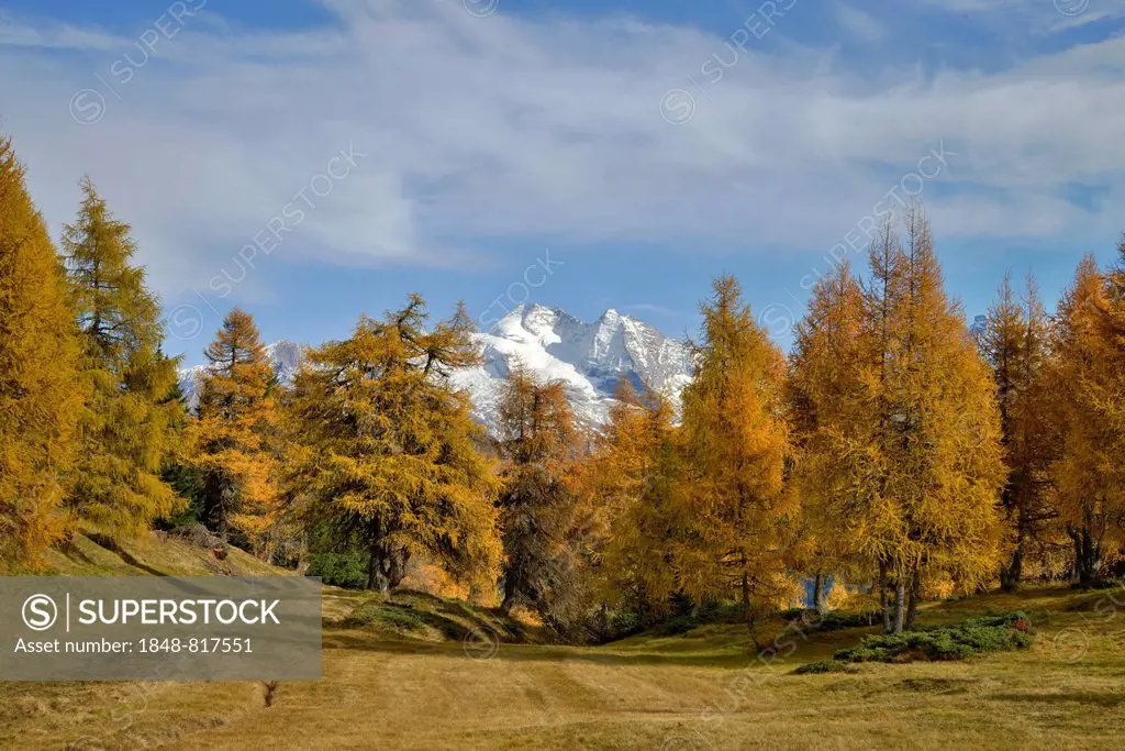 Larch forest (Larix) in autumn, behind the Zillertal Alps, Tyrol, Austria