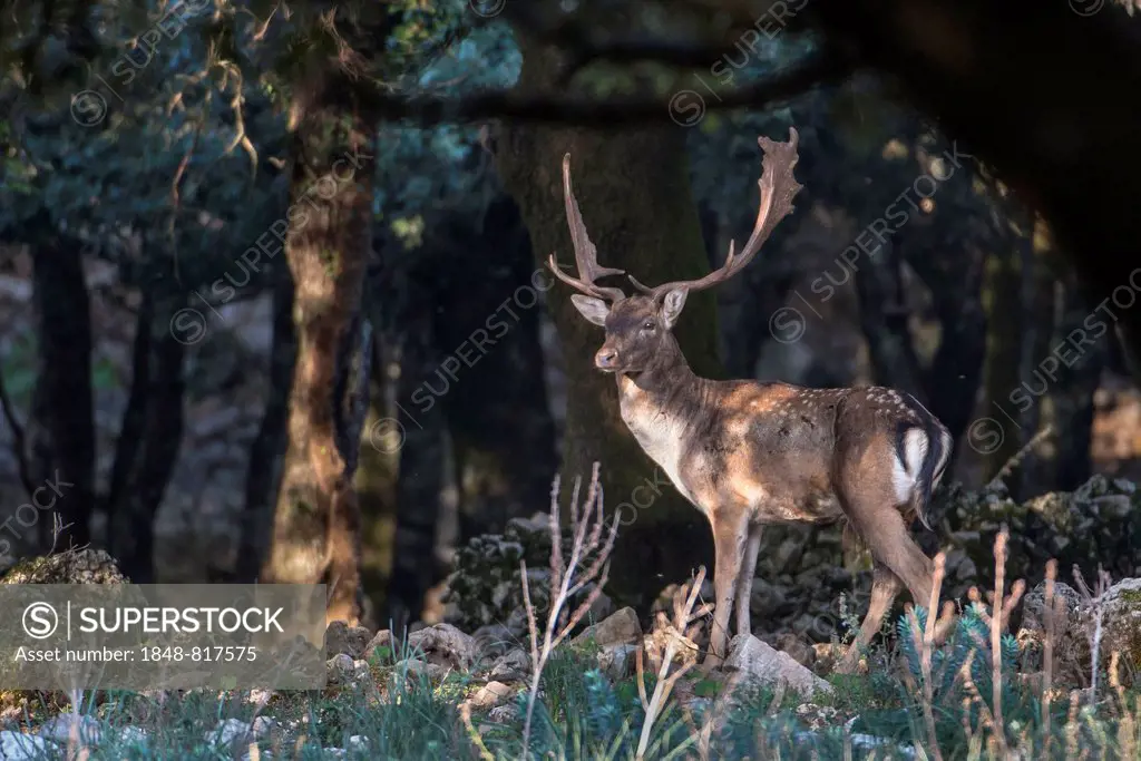 Fallow deer (Dama dama) during the rut in the forest, Parco delle Madonie nature reserve, Sicily, Italy