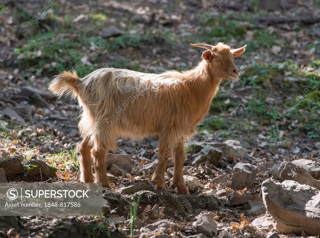 Feral brown goat, Nebrodi National Park, Sicily, Italy