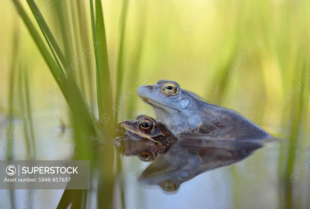 Moor frogs (Rana arvalis) mating, Saxony-Anhalt, Germany