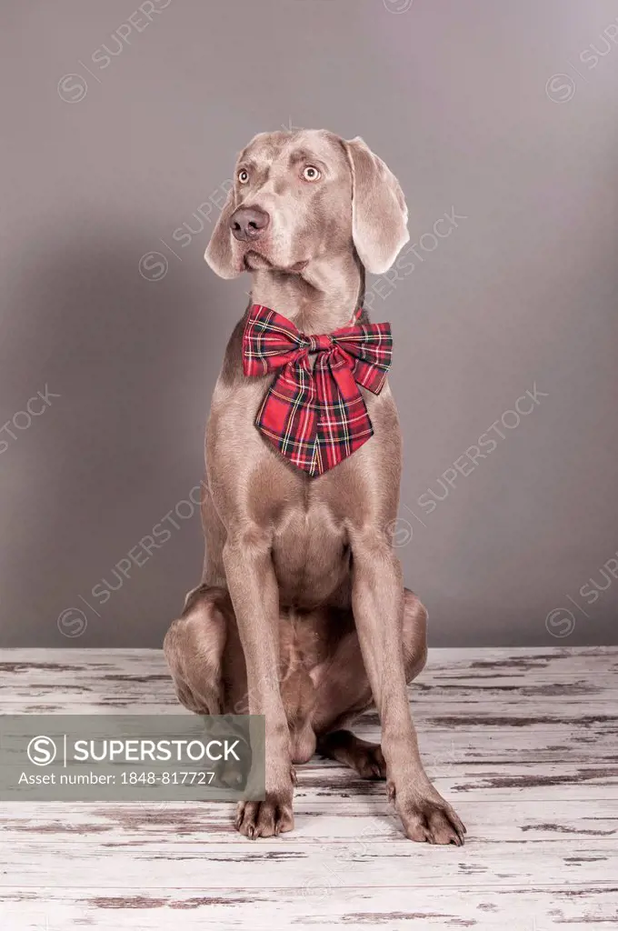 Weimaraner dog, sitting with a bow tied around its neck