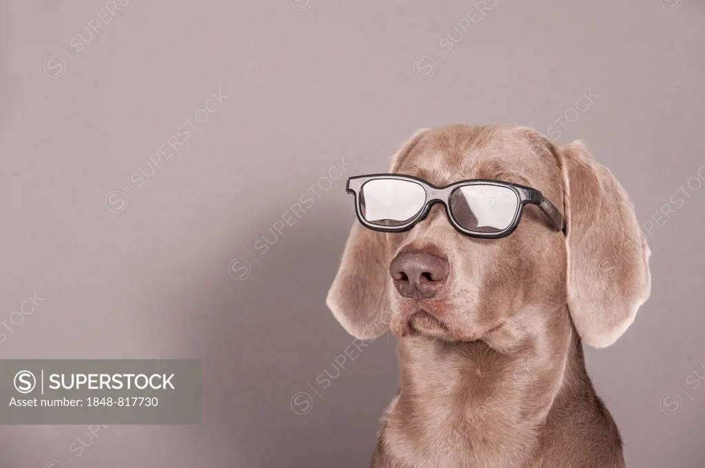 Weimaraner dog with glasses, portrait