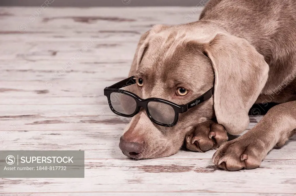 Weimaraner dog with glasses, portrait