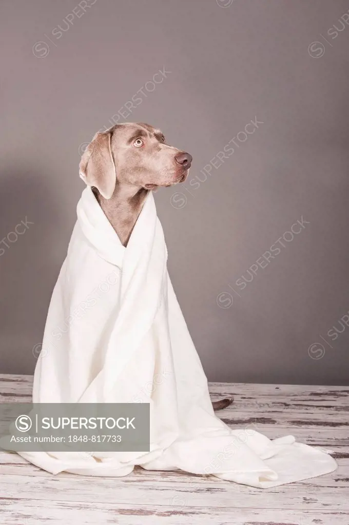 Weimaraner dog wrapped in a blanket