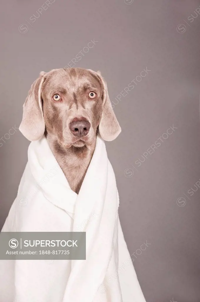 Weimaraner dog wrapped in a blanket
