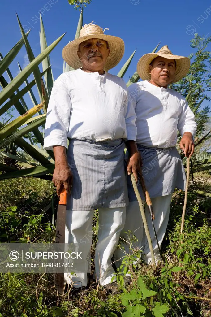 Sisal workers in an agave field at the Hacienda de Sotuta de Peon, Mérida, Yucatán, Mexico