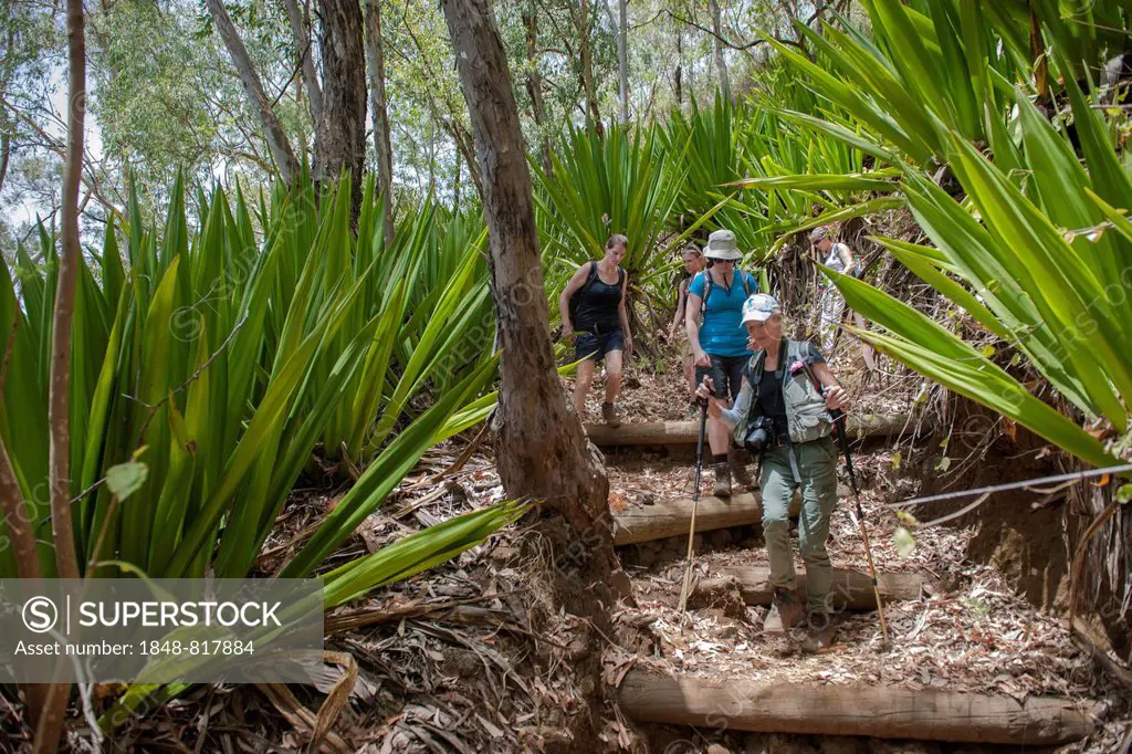 Hikers in the forest, Fogo National Park, Fogo Island, Cape Verde