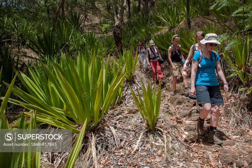 Hikers in the forest, Fogo National Park, Fogo Island, Cape Verde