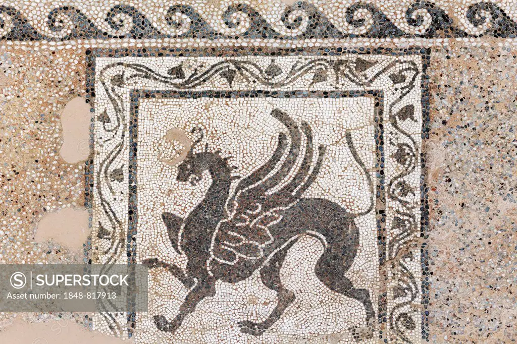 Griffin, floor mosaic made of cut stones, Opus tessellatum, Archaeological Museum, historic town centre, Rhodes, Island of Rhodes, Dodecanese, Greece