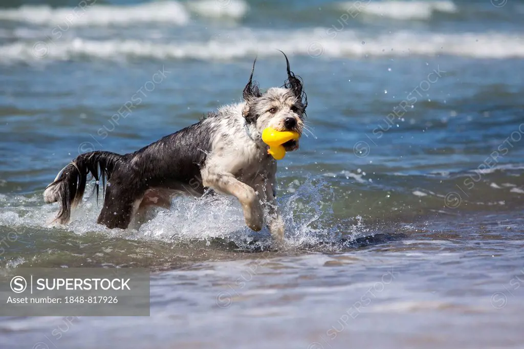 Dog coming out of the sea with a rubber duck in its mouth, Mecklenburg-Western Pomerania, Germany