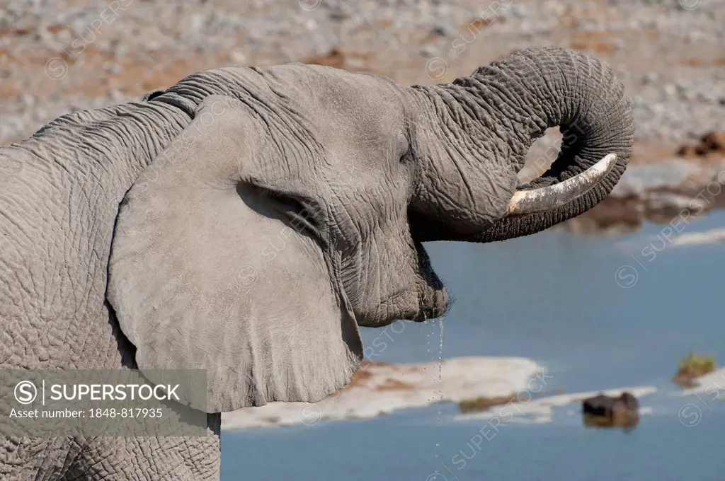 African Elephant (Loxodonta africana), bull drinking at Halali waterhole, Etosha National Park, Namibia