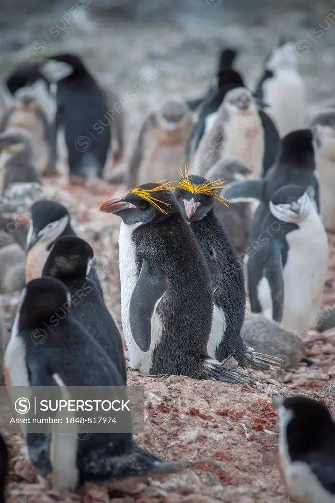 A pair of Macaroni Penguins (Eudyptes chrysolophus) breeds in a colony of Chinstrap penguins (Pygoscelis antarctica), Hannah Point, Livingston Island,...